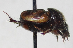 Onthophagus suffusus