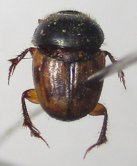 Onthophagus suffusus