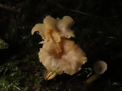 Craterellus luteus