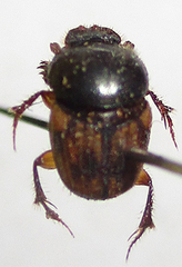 Onthophagus suffusus