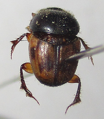 Onthophagus suffusus