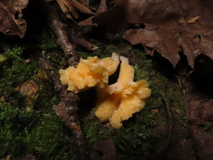 Craterellus luteus