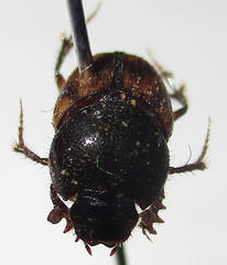 Onthophagus suffusus