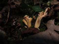 Craterellus luteus