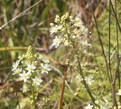 Toxicoscordion fontanum