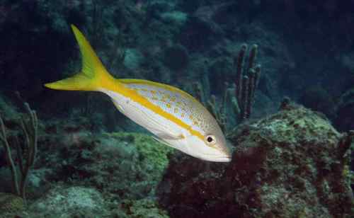 Yellowtail Snapper
