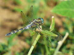 Orthetrum