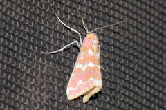 Notiosterrha pulcherrima