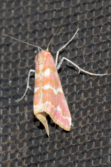 Notiosterrha pulcherrima