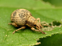 Pseudocneorhinus bifasciatus