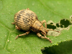 Pseudocneorhinus bifasciatus