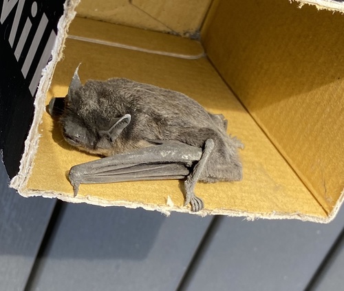 Particoloured Bat, Sjælland, Slangerup, Hovedstaden, DK, photo 10 of 10