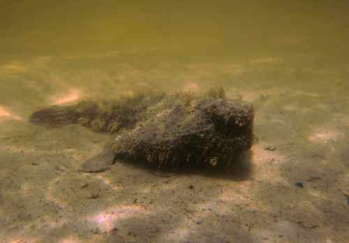 Polka-dot batfish (Ogcocephalus radiatus) — Ogcocephalidae — 4