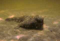 Ogcocephalus cubifrons