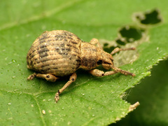 Pseudocneorhinus bifasciatus