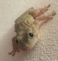 Tarentola mauritanica