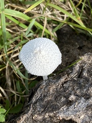 Coprinopsis nivea