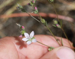 Hesperolinon congestum