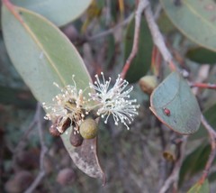 Eucalyptus arenacea