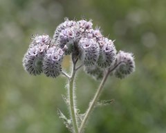 Phacelia hubbyi