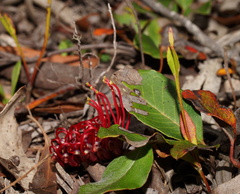 Grevillea laurifolia