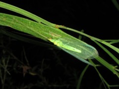 Apertochrysa edwardsi