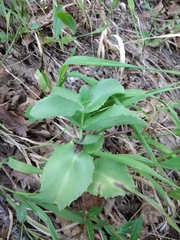 Hylotelephium caucasicum