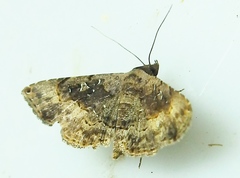 Rhesala moestalis