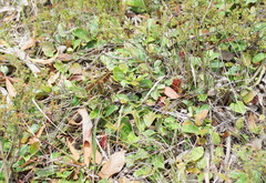 Grevillea laurifolia