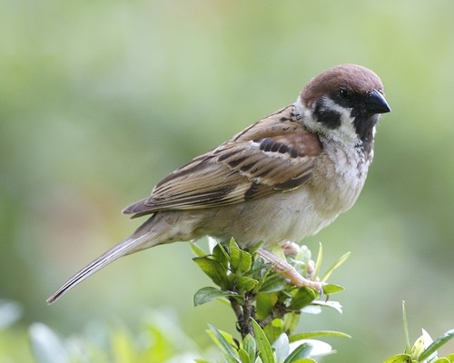 Gorriones (Fauna de Salamanca) · iNaturalist