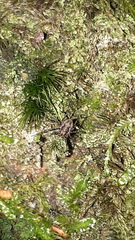 Platybunus
