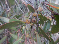Eucalyptus arenacea