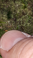 Platybunus