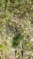 Platybunus