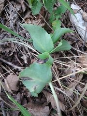 Hylotelephium caucasicum