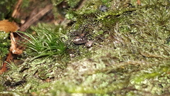 Platybunus