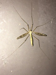 Tipula borealis