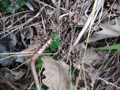 Hylotelephium caucasicum