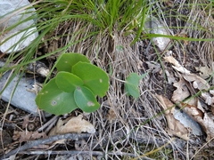 Hylotelephium caucasicum