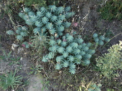 Euphorbia rigida