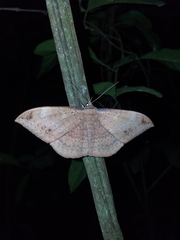 Hemeroblemma opigena