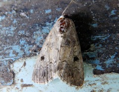 Spodoptera cilium
