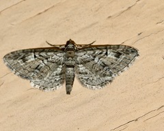 Eupithecia interruptofasciata