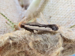 Dichomeris setosella