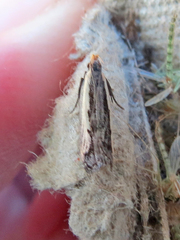 Dichomeris setosella