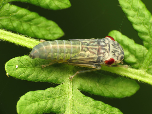 Broad-headed Sharpshooter
