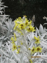 Senecio niveoaureus