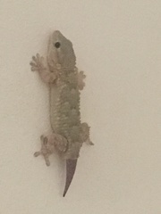 Tarentola mauritanica