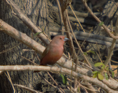 Lagonosticta rhodopareia