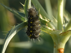 Zygaena erythrus